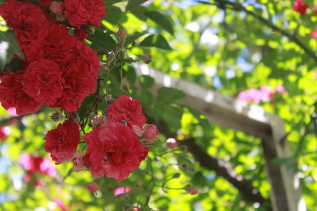 Apart Rose Garden San Martín de los Andes Esterno foto