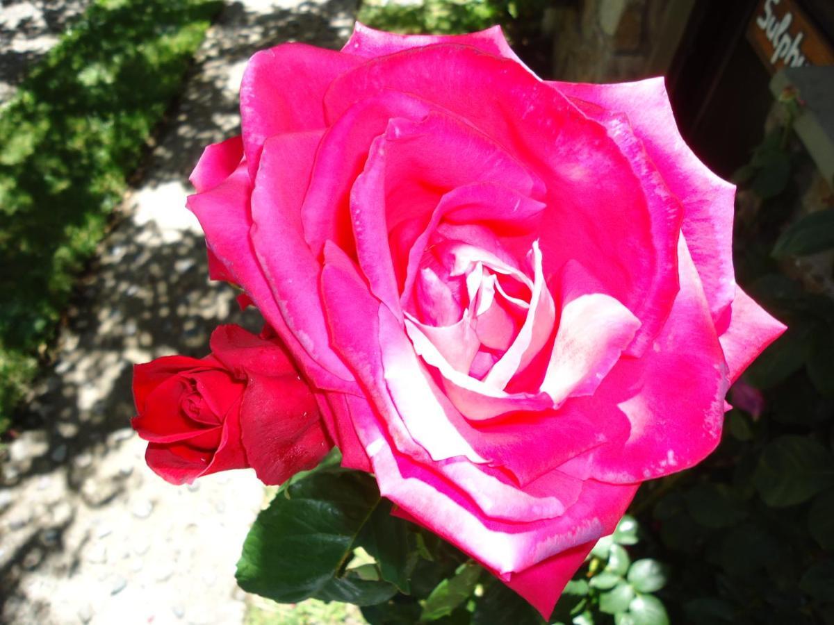 Apart Rose Garden San Martín de los Andes Esterno foto